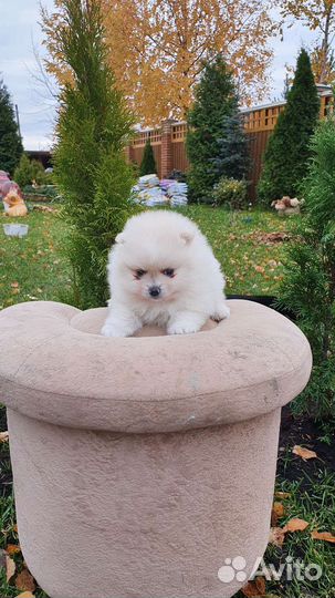 Померанский шпиц