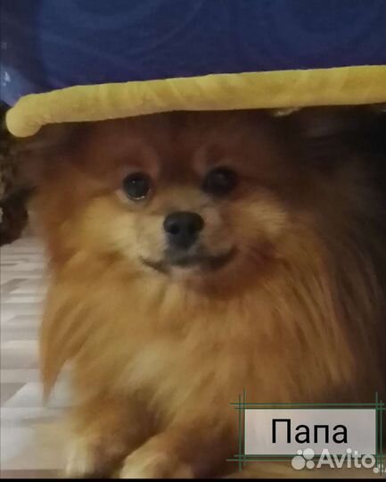 Щенки немецкого шпица