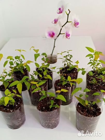 Спирея японская