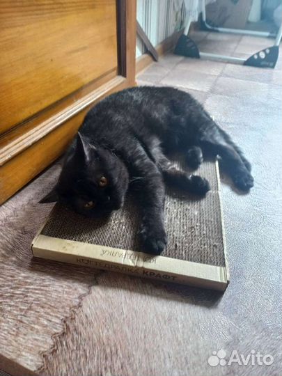 Скотиш страйт фенотип
