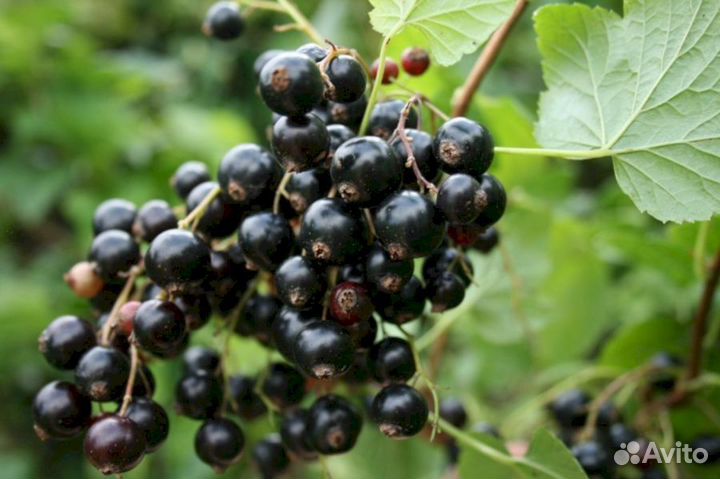 Саженцы черной смородины Очарвание