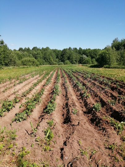 Участок 16 сот. (ИЖС)