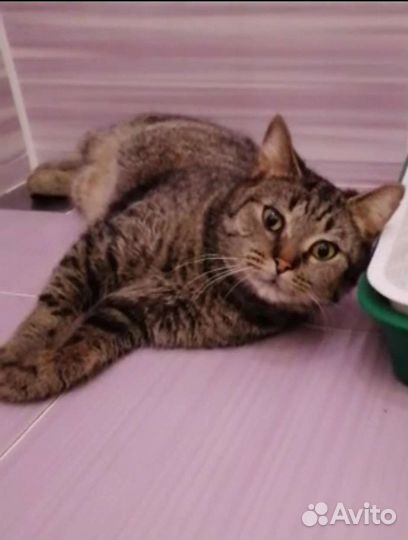 Кошечке после стерелизации некуда идти. Нужен дом