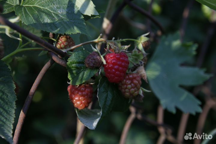 Зеркальный фотоаппарат canon eos 550d + Tamron AF