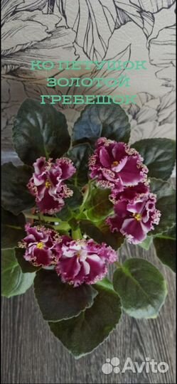 Сортовые фиалки