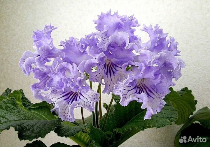 Сортовые стрептокарпусы