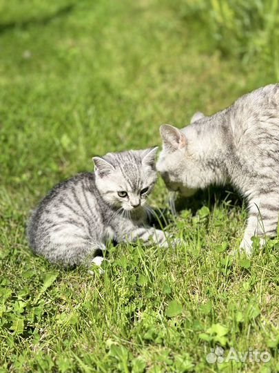 Котята от британской кошки разноцвет