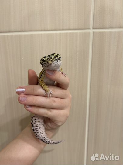 Ящерица эублефар