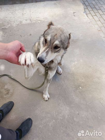 Алабай.Собака в добрые руки отдам бесплатно