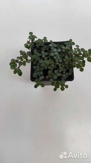 Коллизия мелколистная (ползучая)