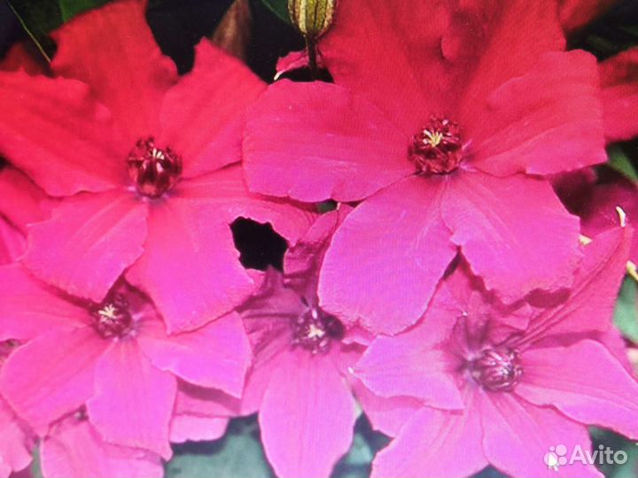 Клематис на весну 2024 2х и 3х летние