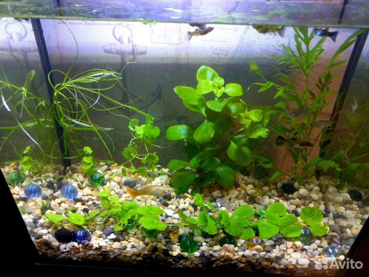 Коряга, компрессор тетра, Аквариум