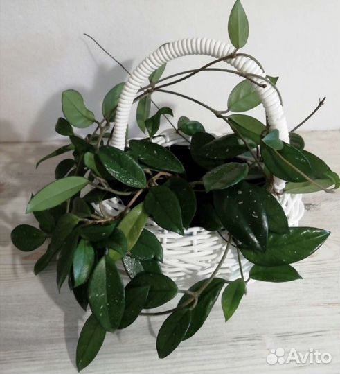 Хойя (Восковой плющ)