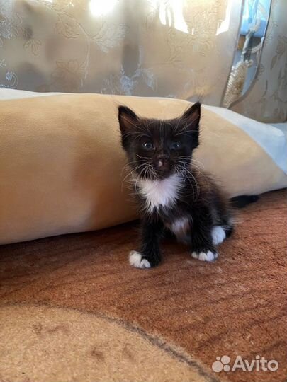 Отдам котят