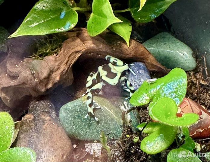 Лягушка Коста Рика для террариума