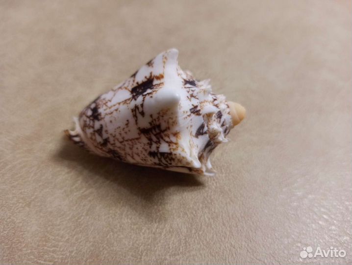 Морская раковина