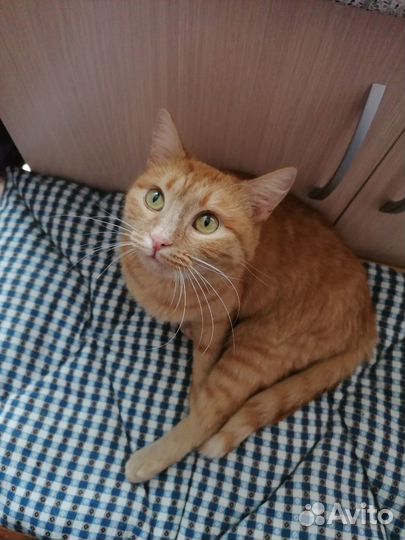 Рыжая кошка (из приюта)