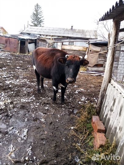 Корова первотелка