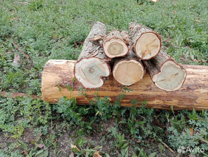 Спилы срезы можжевельника