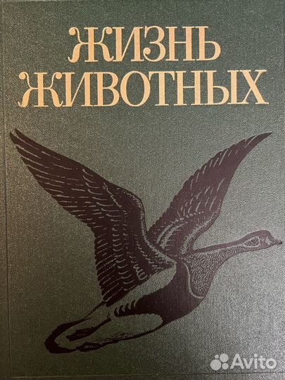 Жизнь животных Птицы