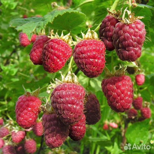 Саженцы малины,ежевики,сливы,облепихи,вишни,ирги