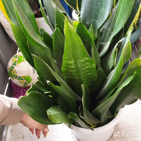 Цветы домашние Сансевиерия