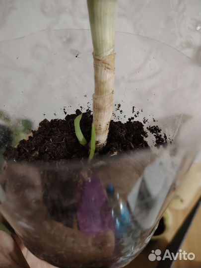 Комнатное растение алое