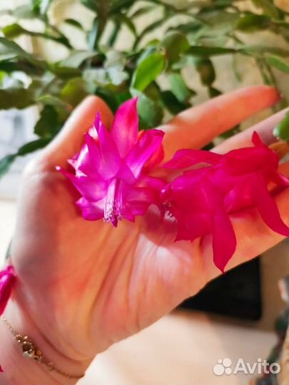 Декабрист шлюмбергера розовый