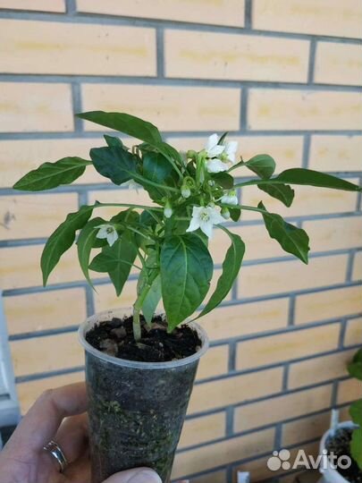 Комнатные растения рассада перец острый домашний