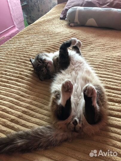 Вислоухий кот