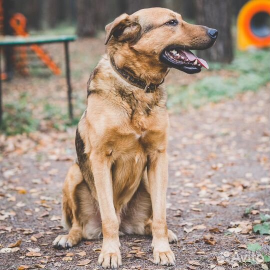 Отдам собаку в добрые руки