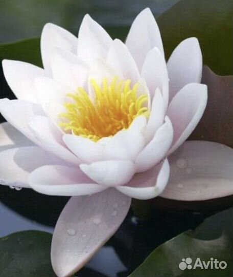 Нимфеи для пруда