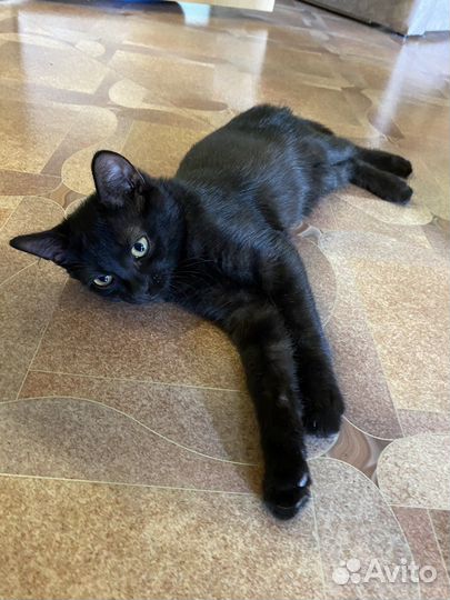 Отдам в добрые руки