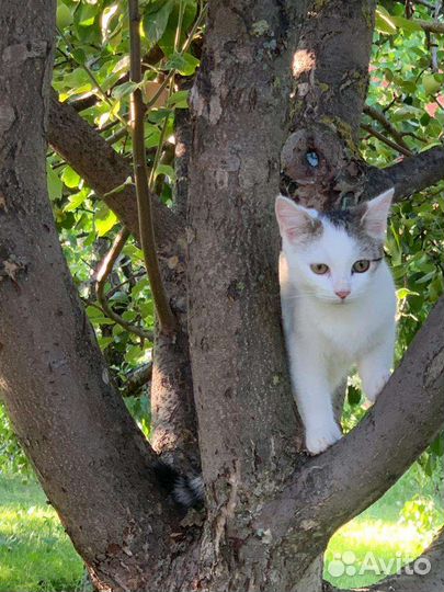 Кошка в добрые руки
