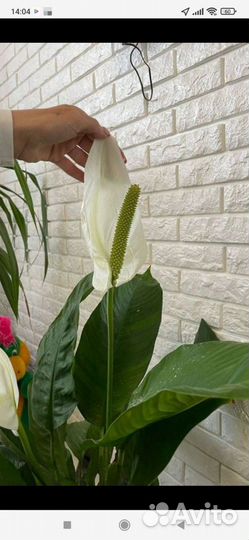 Женское счастье (разных сортов) коллекционные