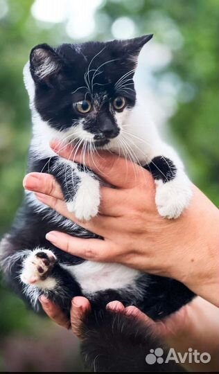 Котик в добрые руки