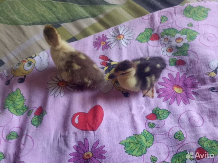 Утята мускусной утки