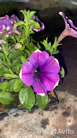 Рассада ампельной вегетативной петунии