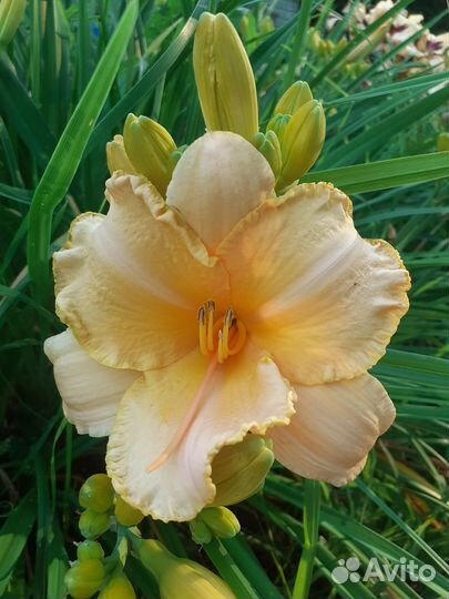 Лилейники деленки