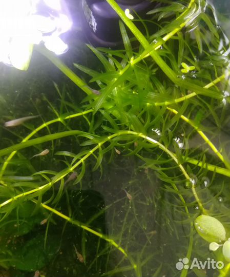 Аквариумное растение