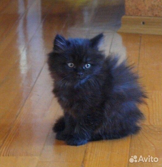 Котята от британской кошки