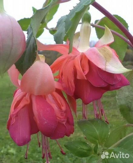 Фуксия часть 1