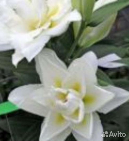 Лилии луковицы