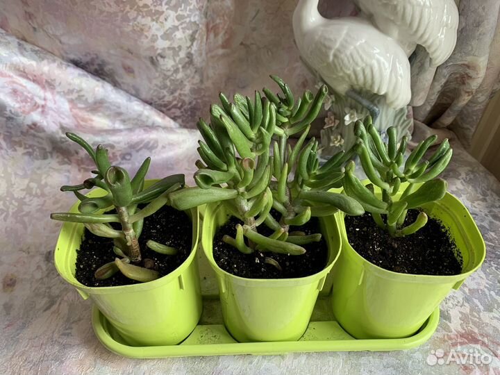 Крассула коралл хоббит толстянка денежное дерево