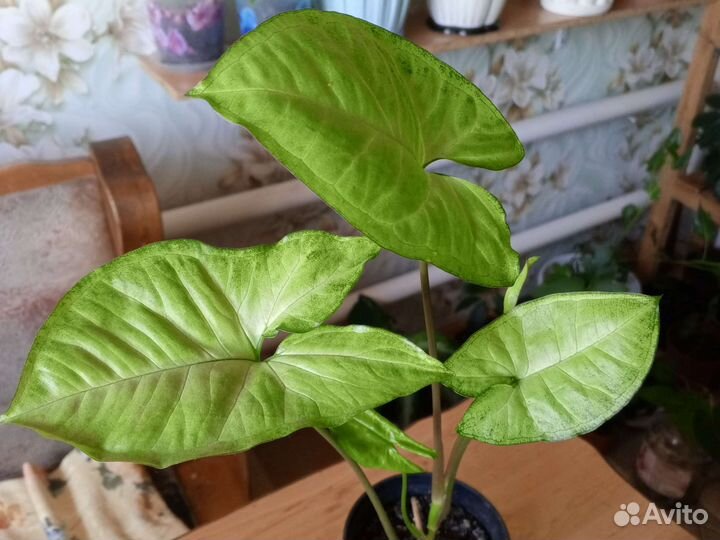 Монстера, сингониум, сциндапсус