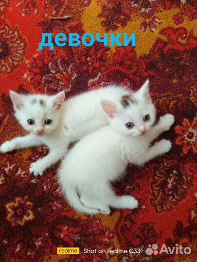 Отдам кота в добрые руки