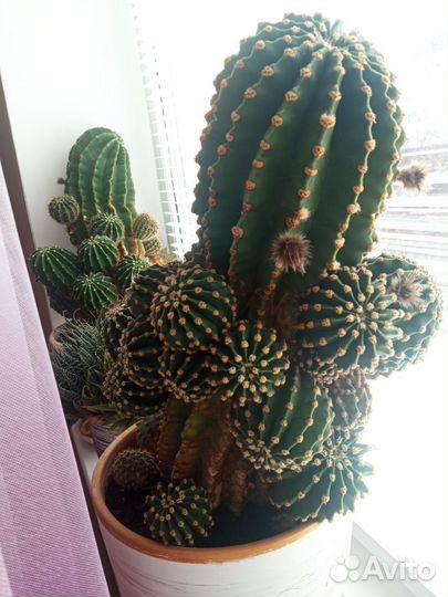 Домашние растения