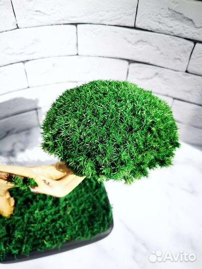 Бонсай из мха