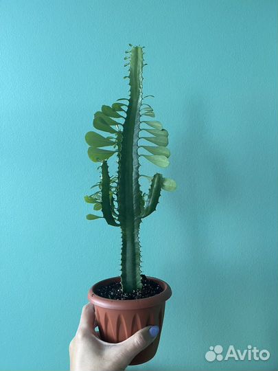 Молочай трехгранный эуфорбия