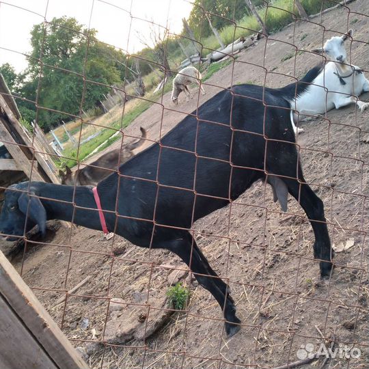 Козёл,коза,крольчата